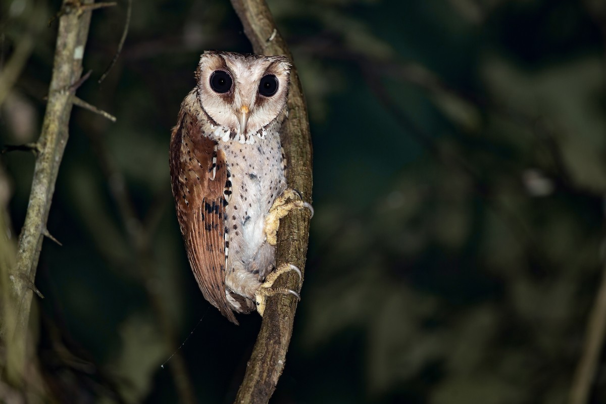 Oriental Bay-Owl - ML599150261