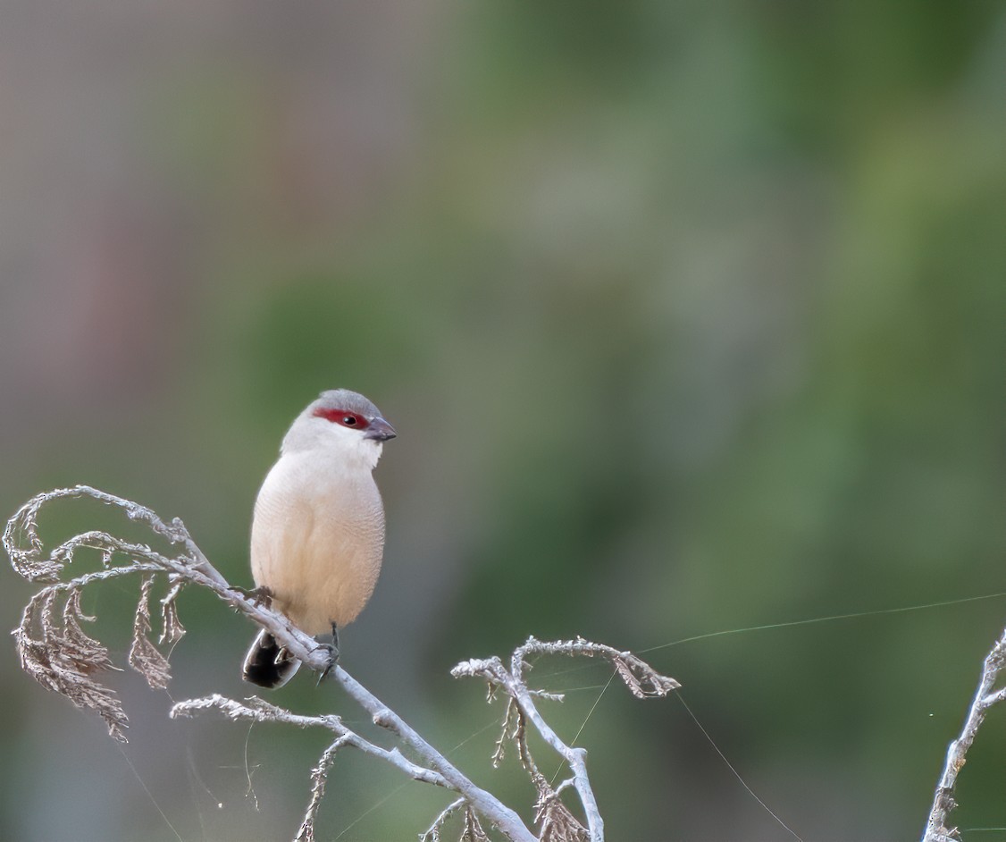 Arabian Waxbill - ML599150781