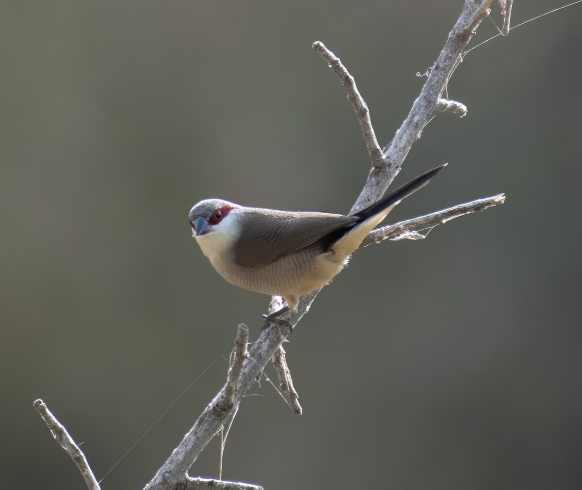 Arabian Waxbill - ML599150801