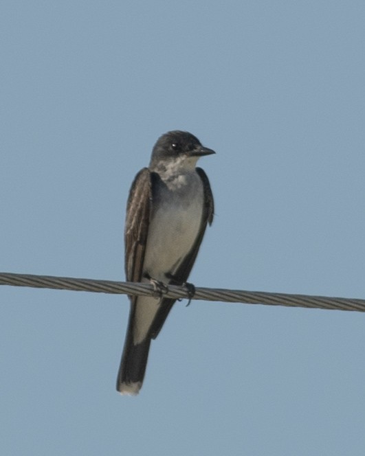 Eastern Kingbird - ML599150811