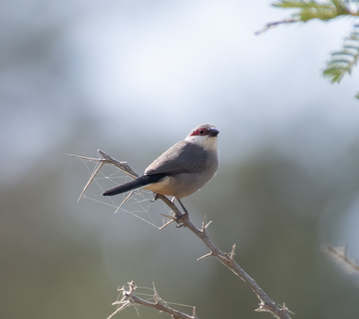 Arabian Waxbill - ML599150821