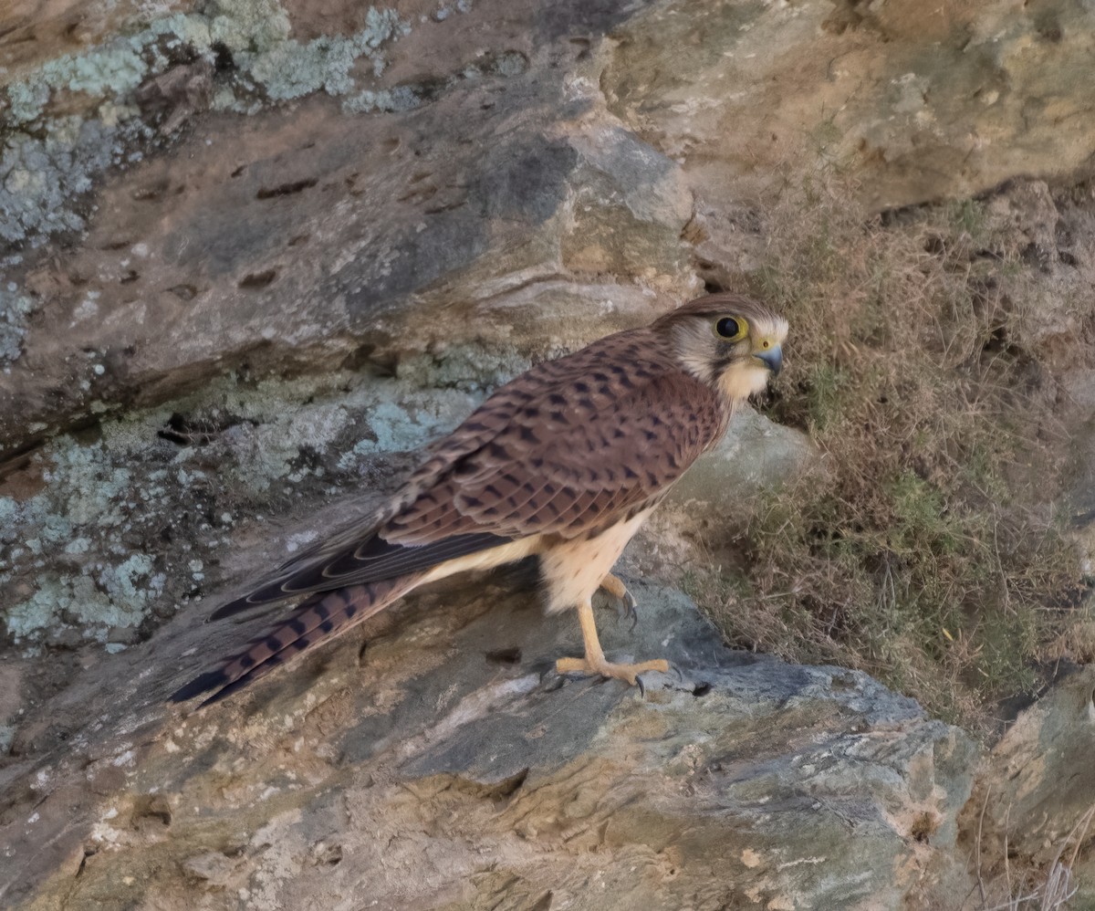Eurasian Kestrel - ML599151061