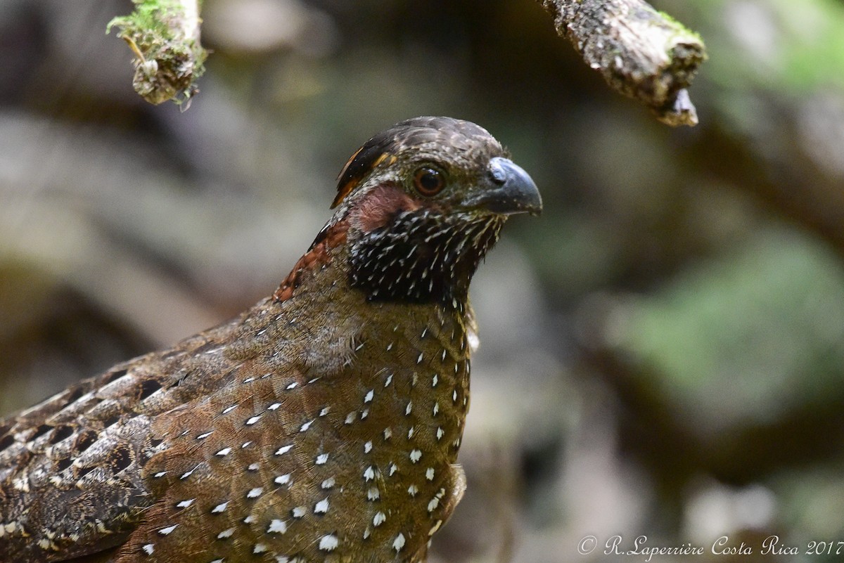 Spotted Wood-Quail - ML59915181