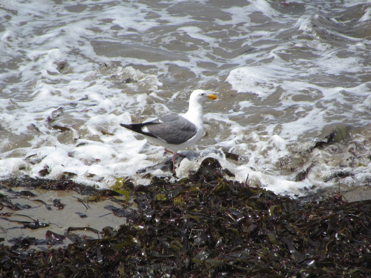 Western Gull - ML599152851