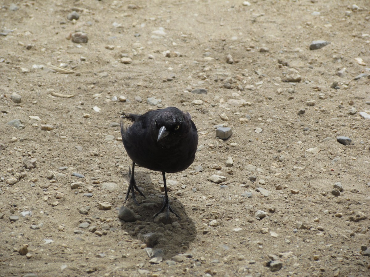 Brewer's Blackbird - ML599153241