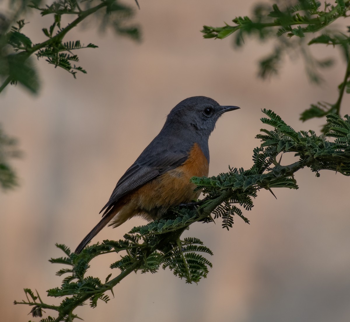 Little Rock-Thrush - ML599153521