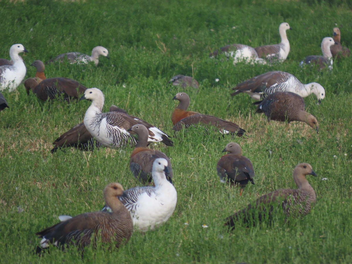 Ashy-headed Goose - ML599154131