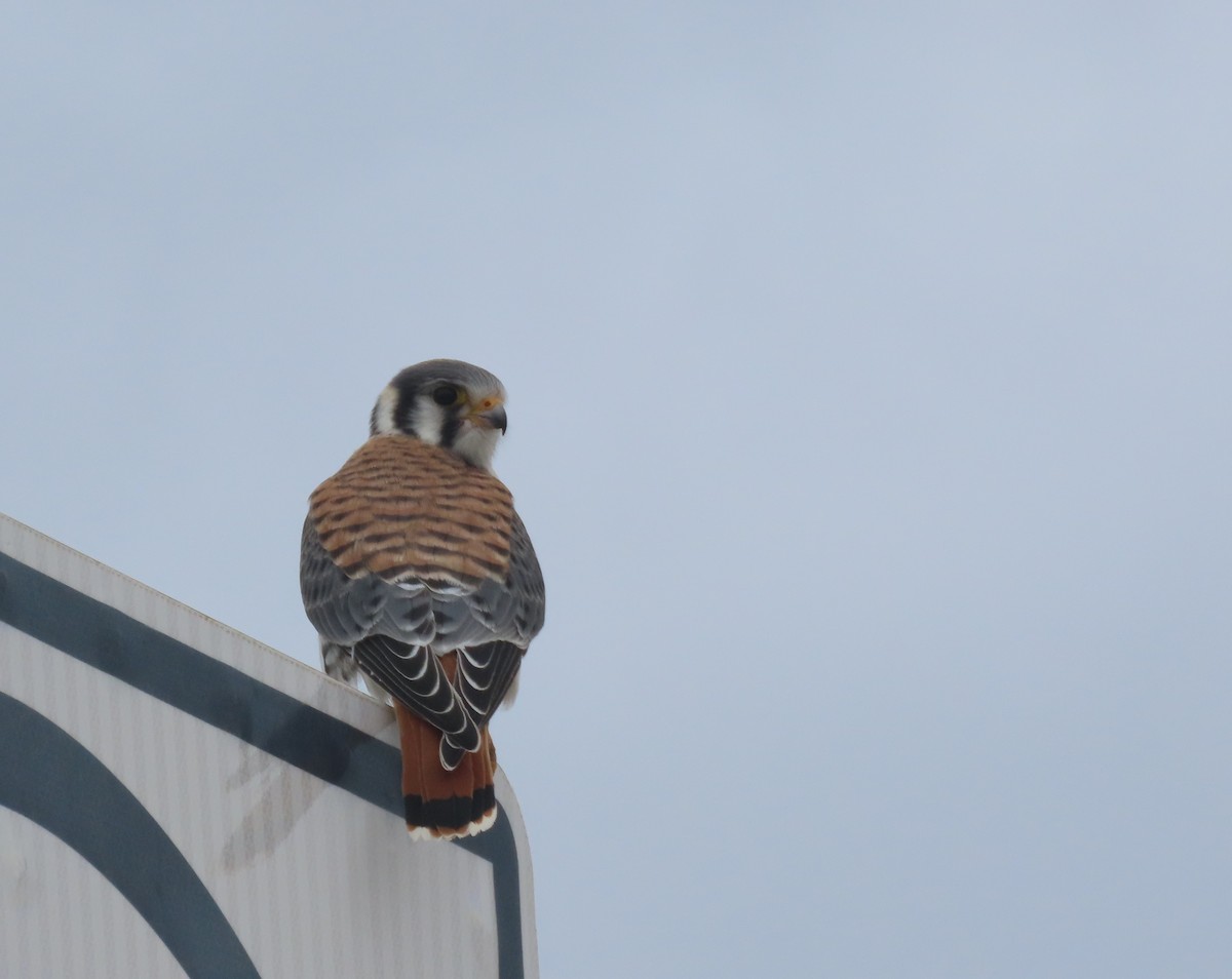 American Kestrel - ML599154521