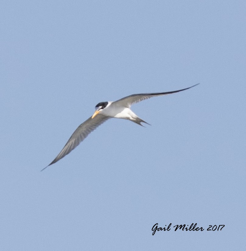 Least Tern - ML59915641