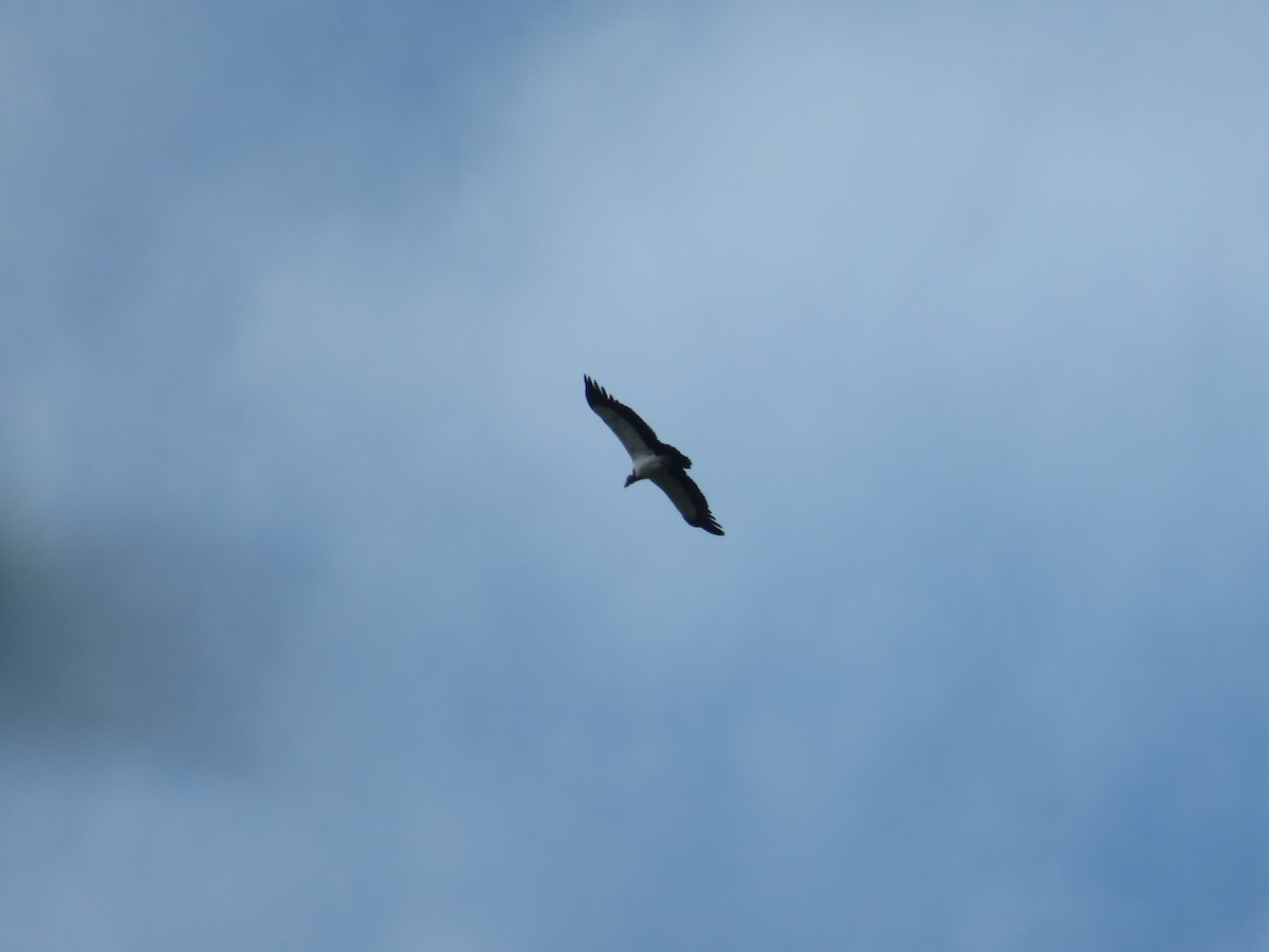 King Vulture - ML599156501