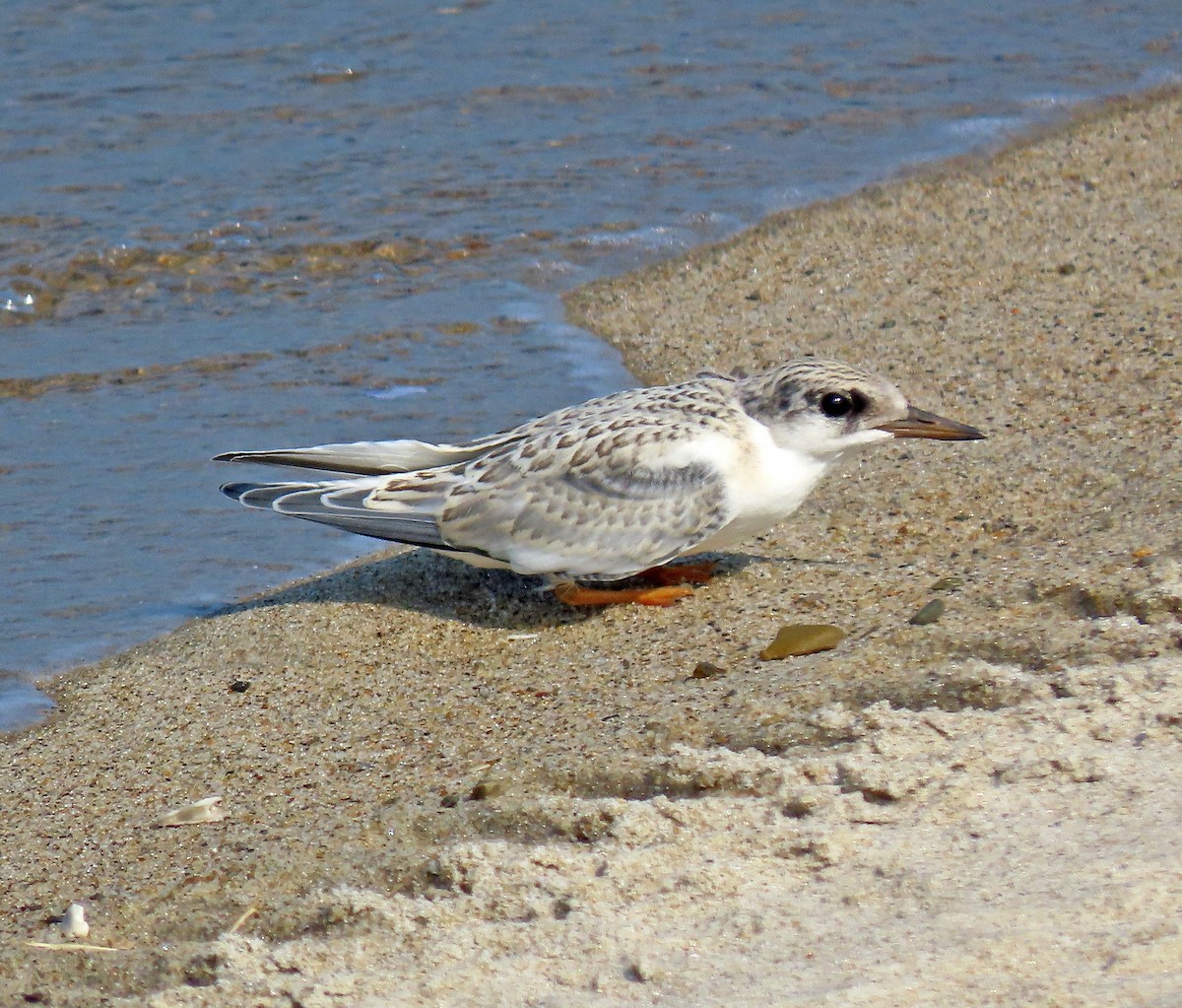 Least Tern - Shilo McDonald