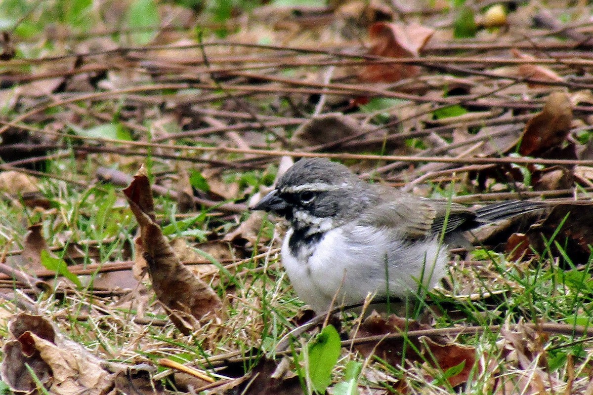 Black-throated Sparrow - James Scott
