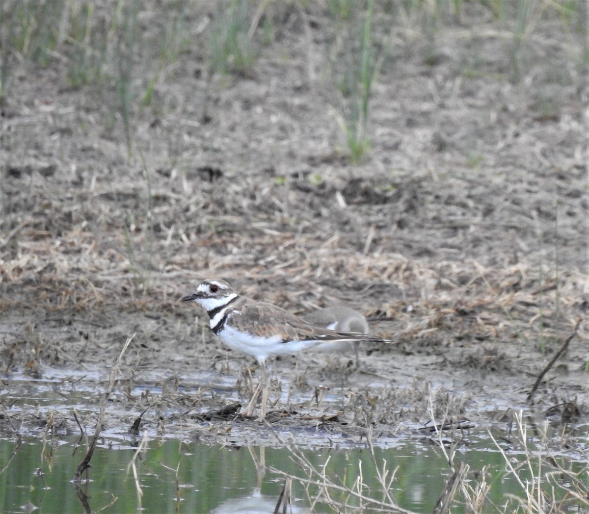 Killdeer - ML599157871