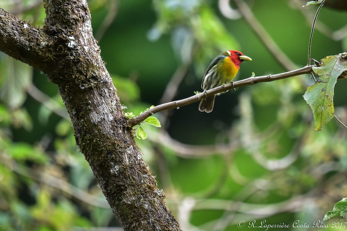 Red-headed Barbet - ML59915811