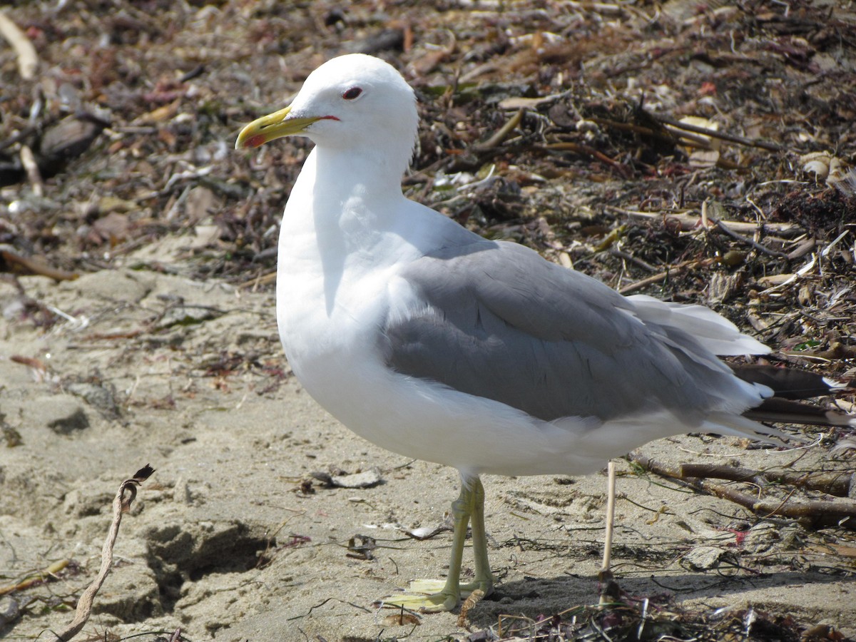 California Gull - ML599158421