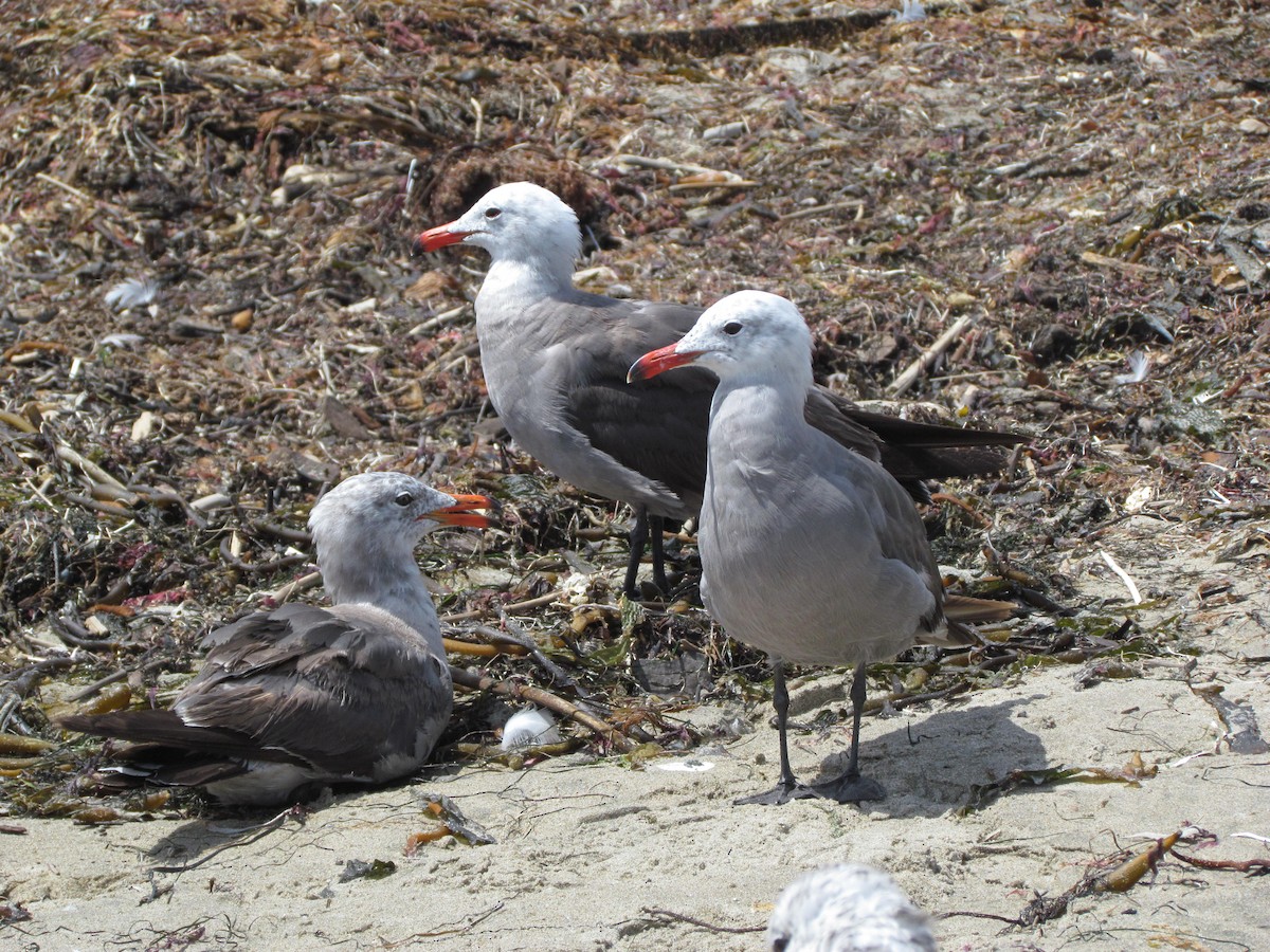 Gaviota Mexicana - ML599158551