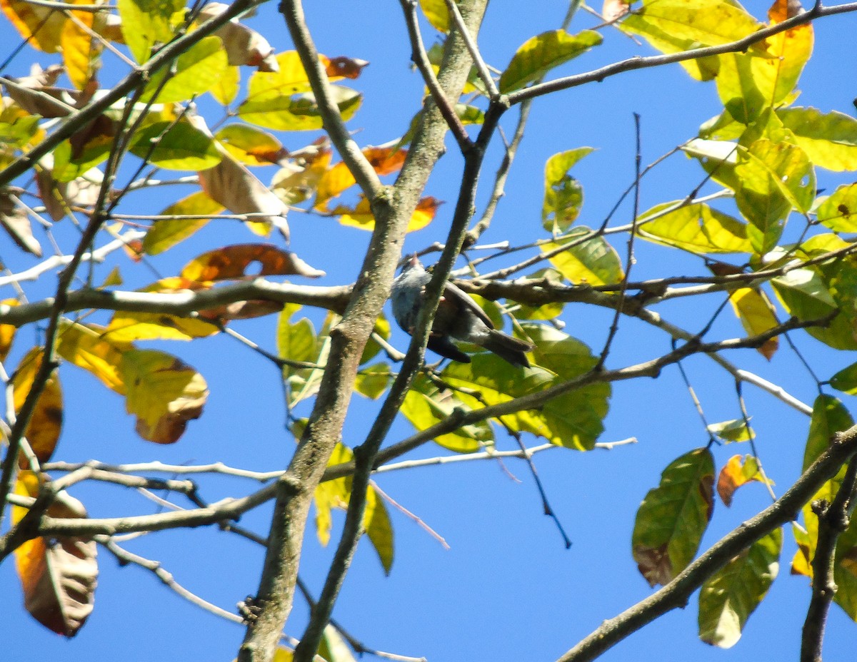 Pink-legged Graveteiro - ML599161241