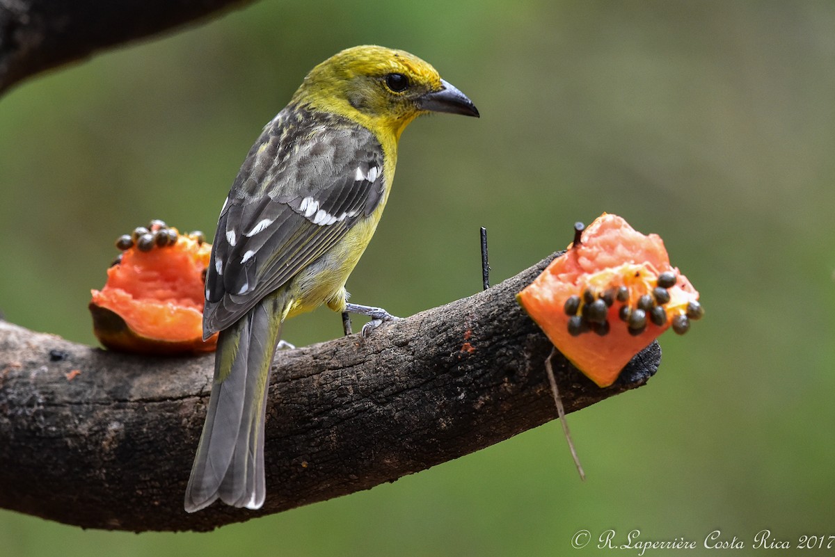 Flame-colored Tanager - René Laperrière