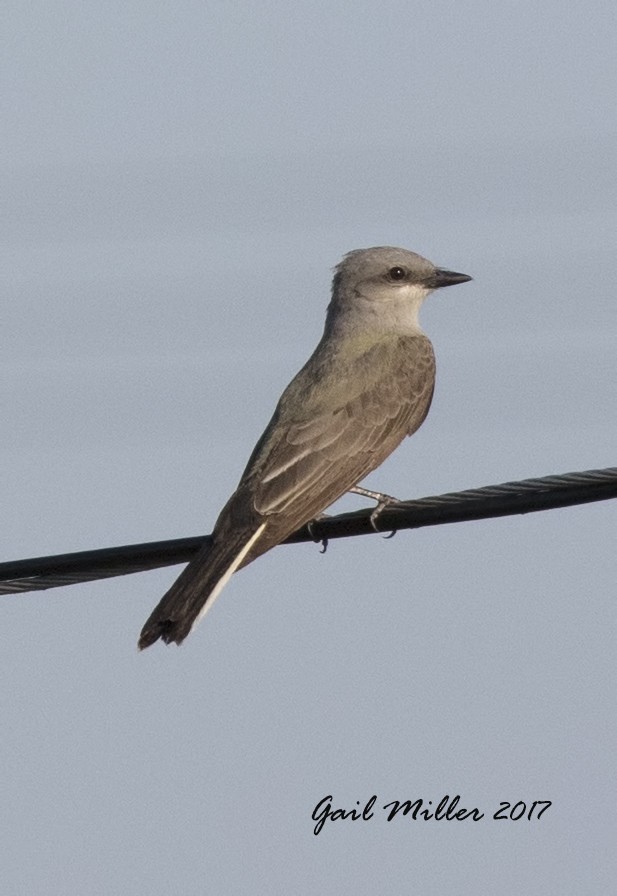 Western Kingbird - Gail Miller