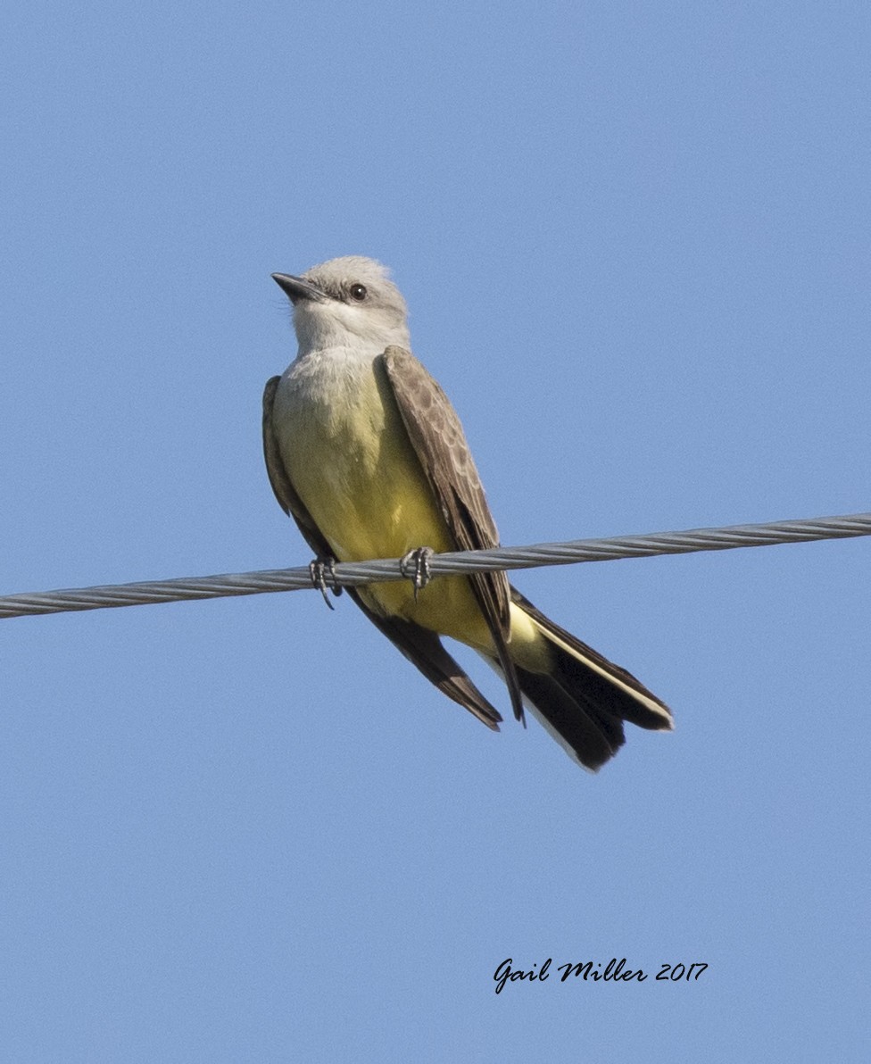 Western Kingbird - ML59916221