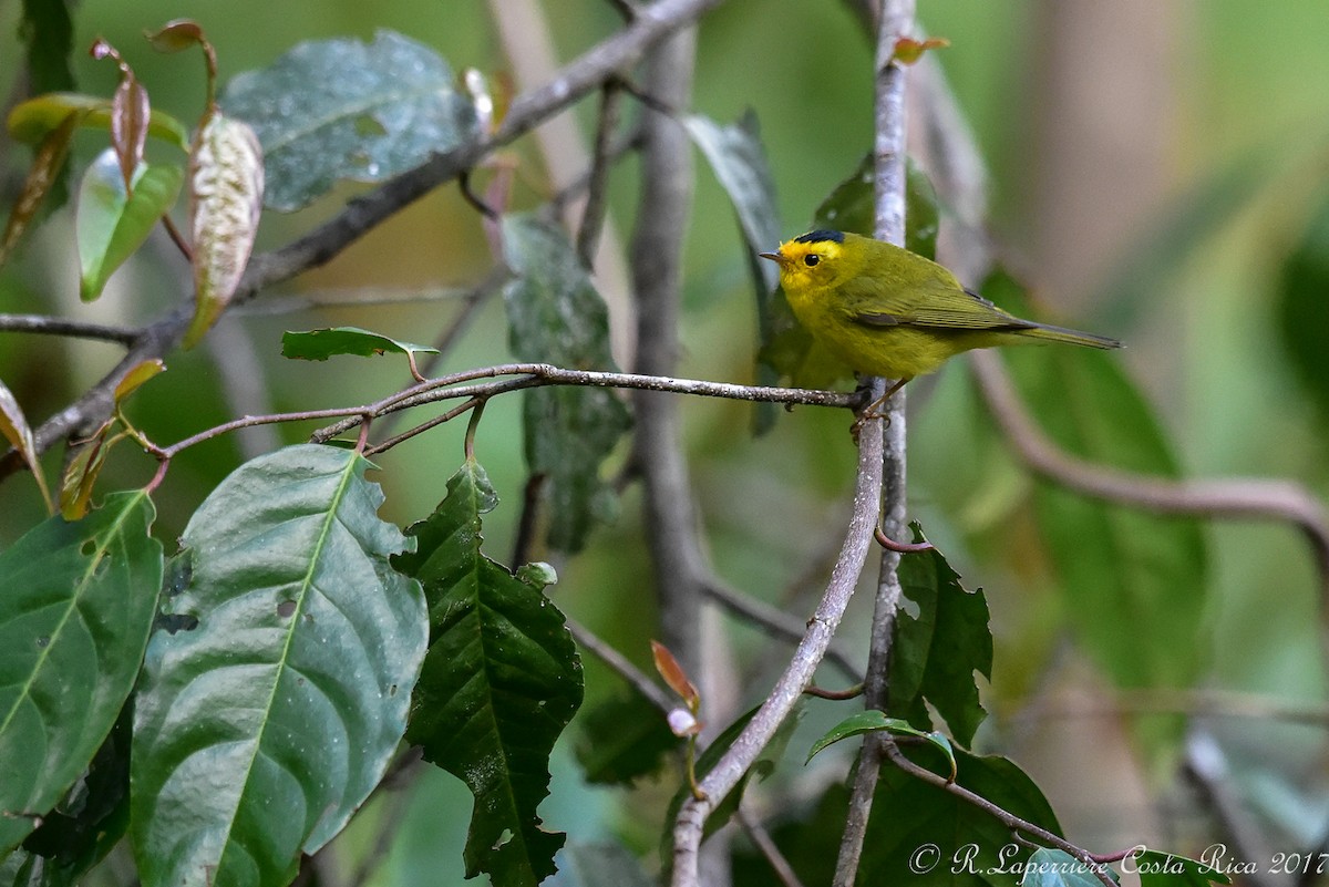 Wilson's Warbler - René Laperrière