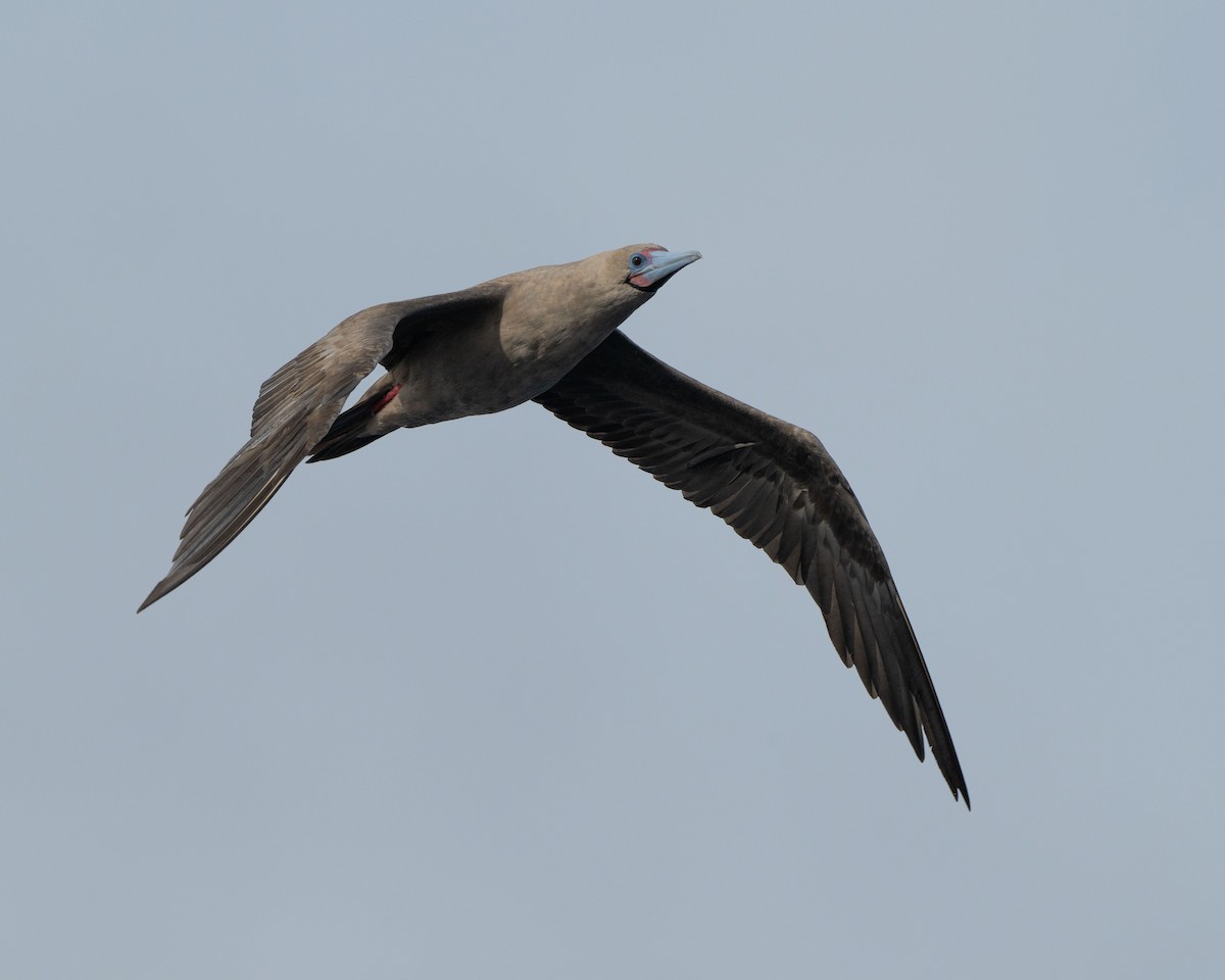 Red-footed Booby (Eastern Pacific) - ML599163001