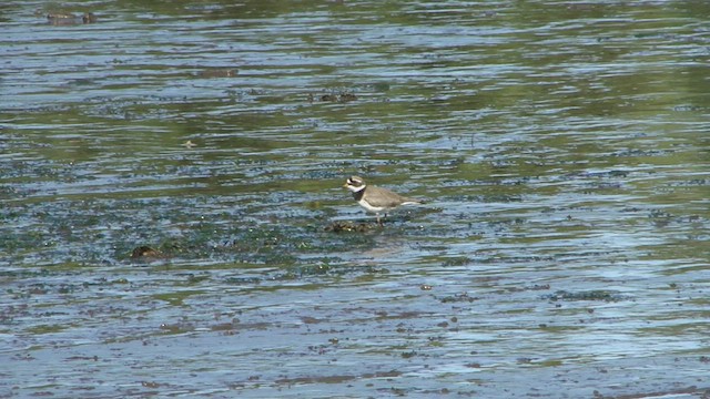 Common Ringed Plover - ML599163821