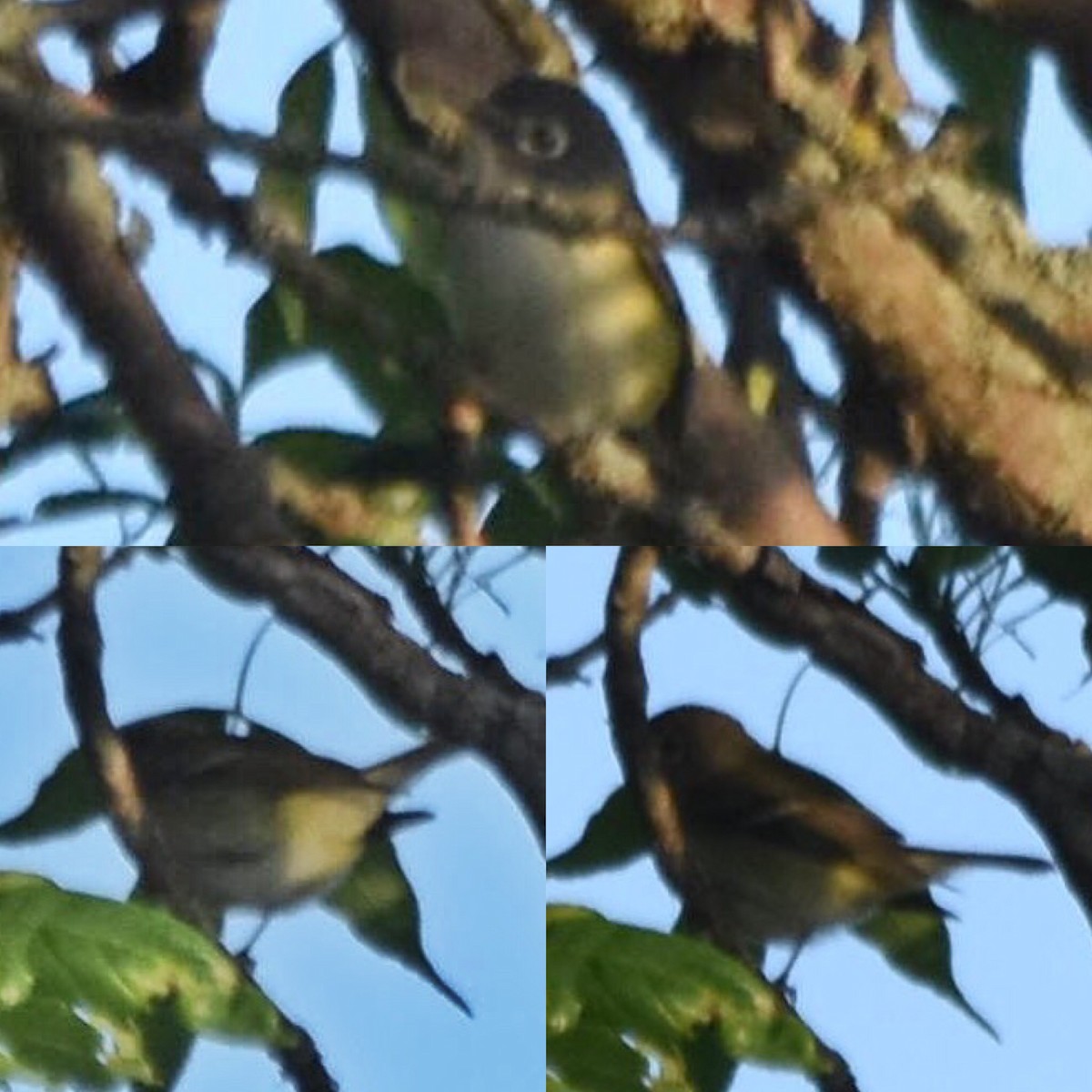 Blue-headed Vireo - ML59916431