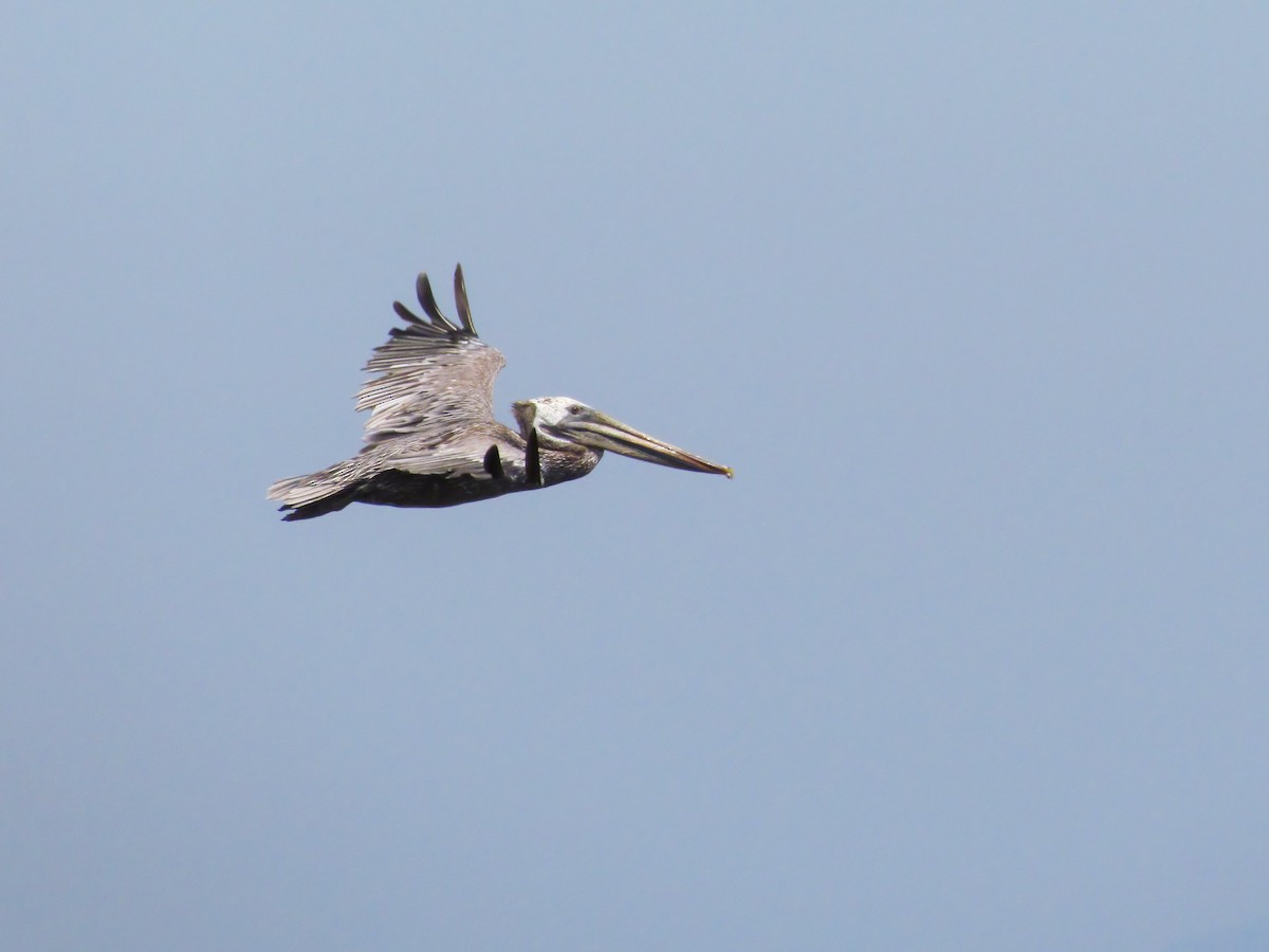 Brown Pelican - ML599164801