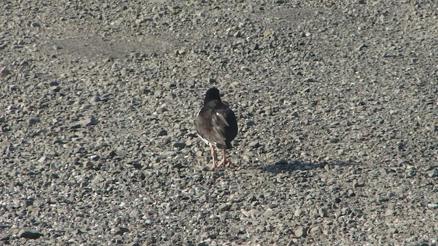 Eurasian Oystercatcher - ML599165291