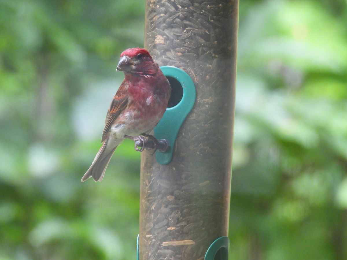 Purple Finch - Mickail Simmons