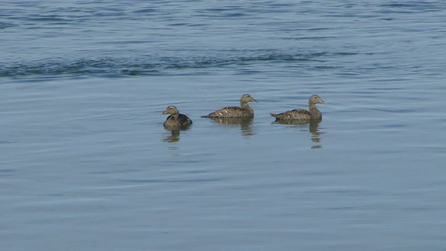 Common Eider - ML599165811