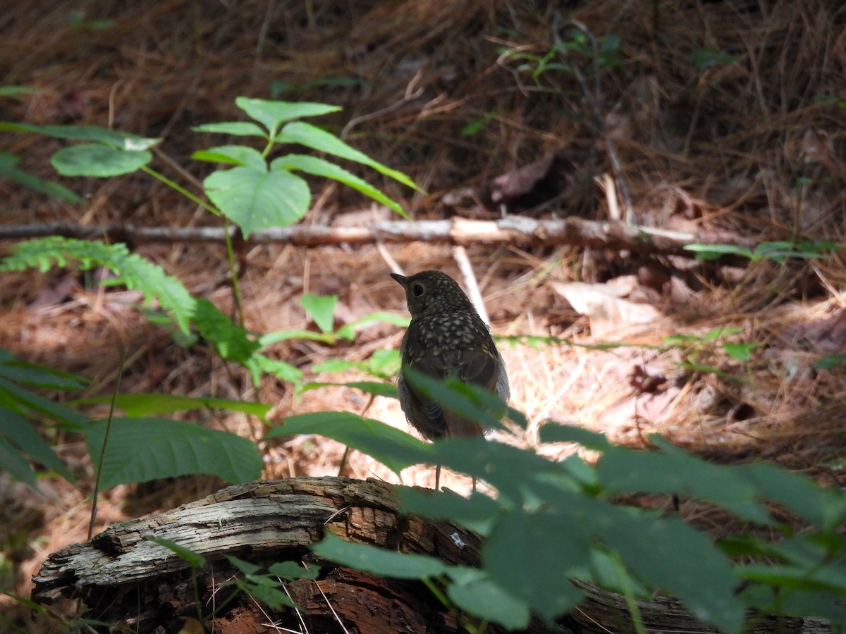 Hermit Thrush - ML599165861