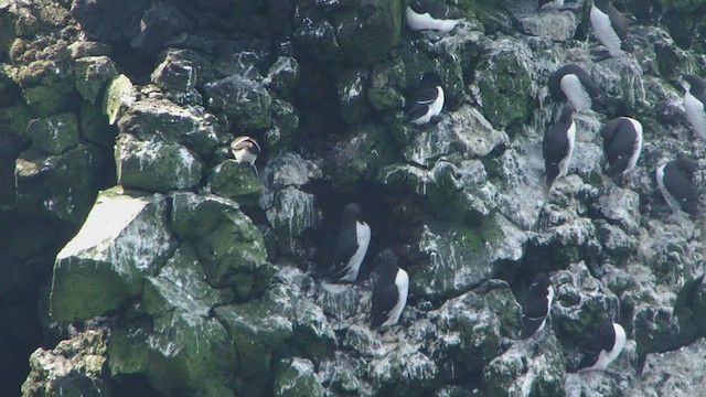 Common Murre - ML599167611