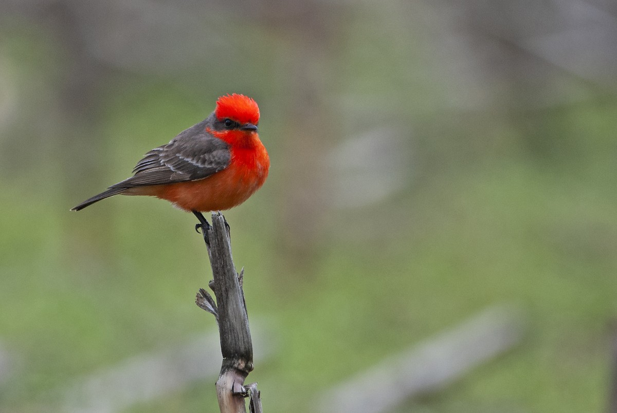 Vermilion Flycatcher - Andrew Simon