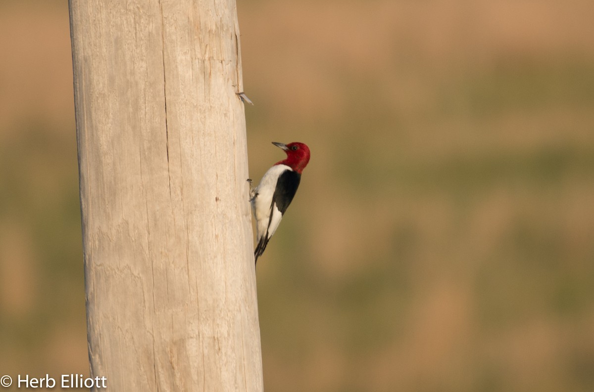 Red-headed Woodpecker - ML59916851