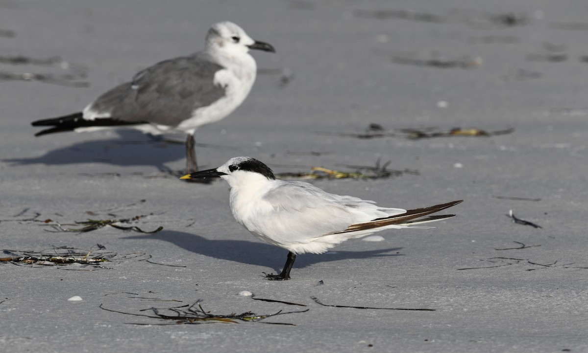 Sandwich Tern - ML599168851