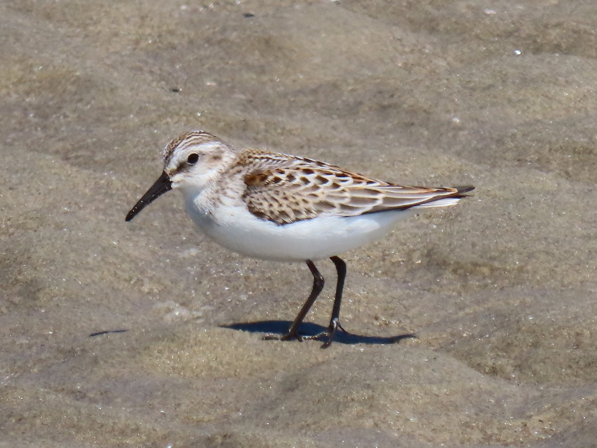 Western Sandpiper - ML599169561