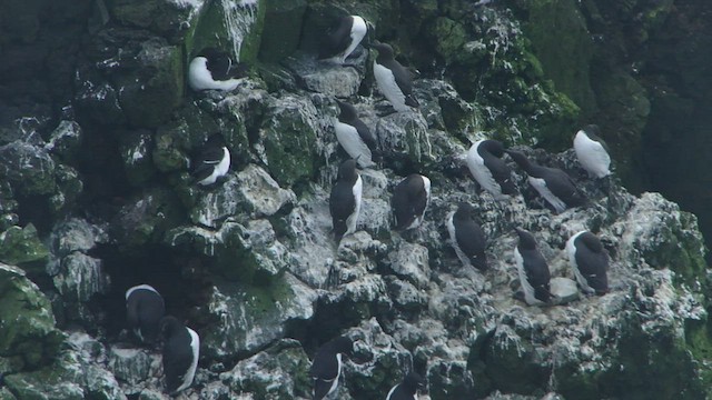 Common Murre - ML599169701