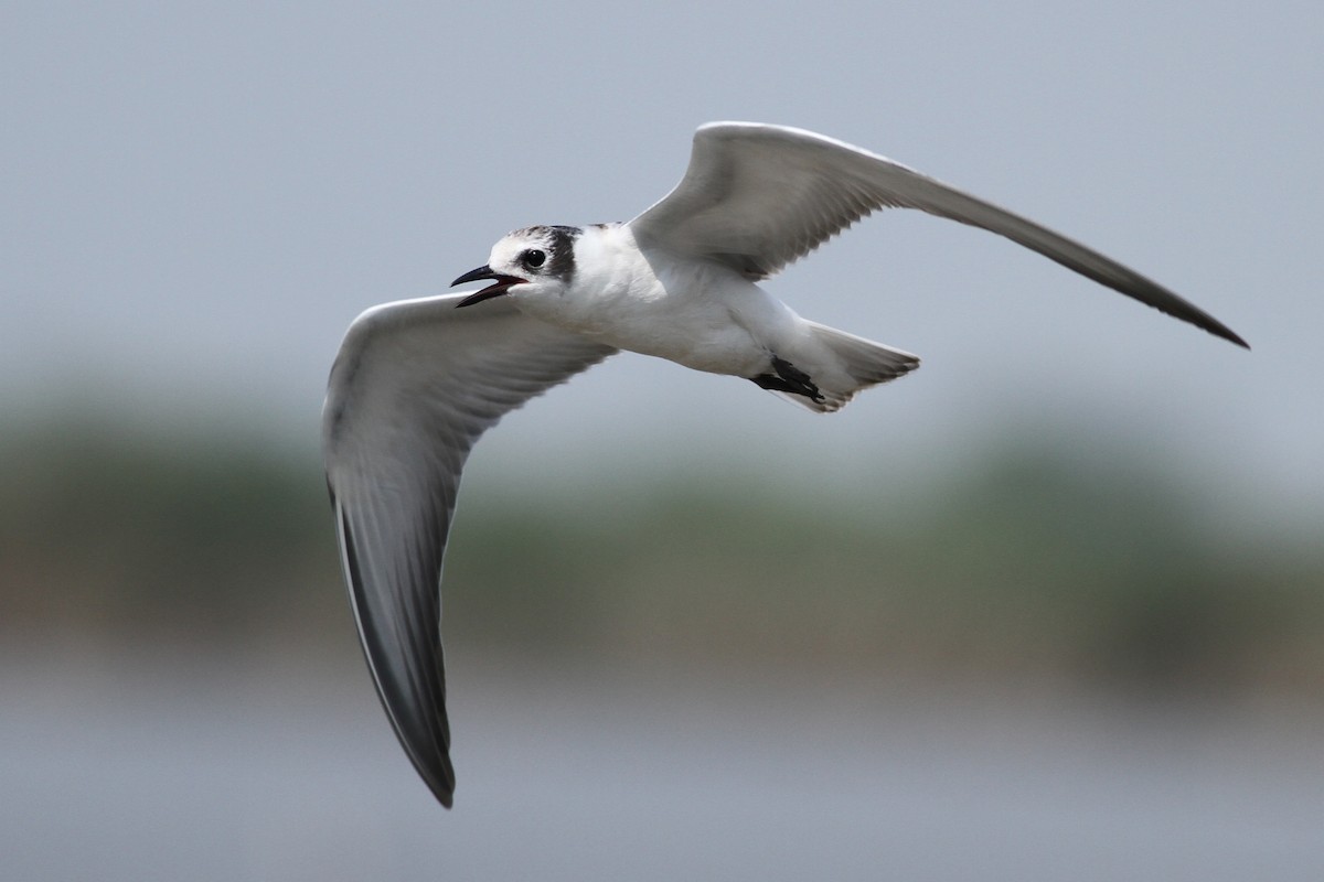 Whiskered Tern - ML599170151