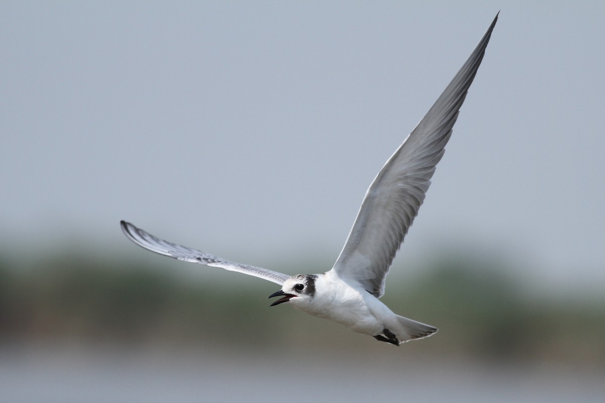 Whiskered Tern - ML599170171