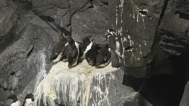 Common Murre - ML599170391