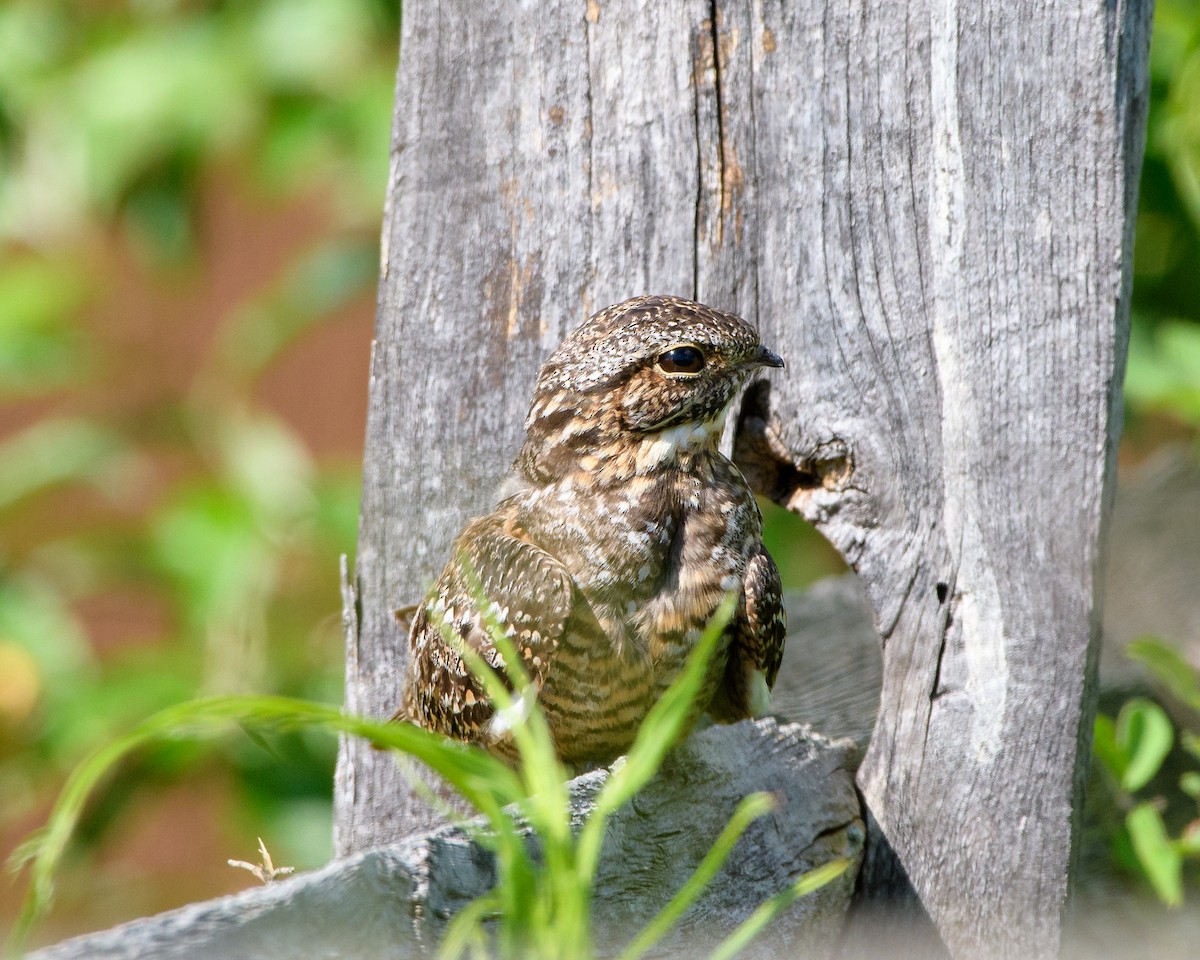Lesser Nighthawk - ML59917101