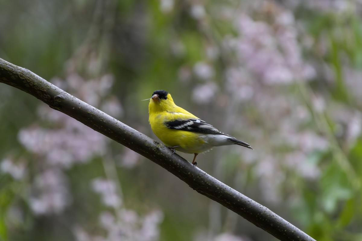 American Goldfinch - ML599171191