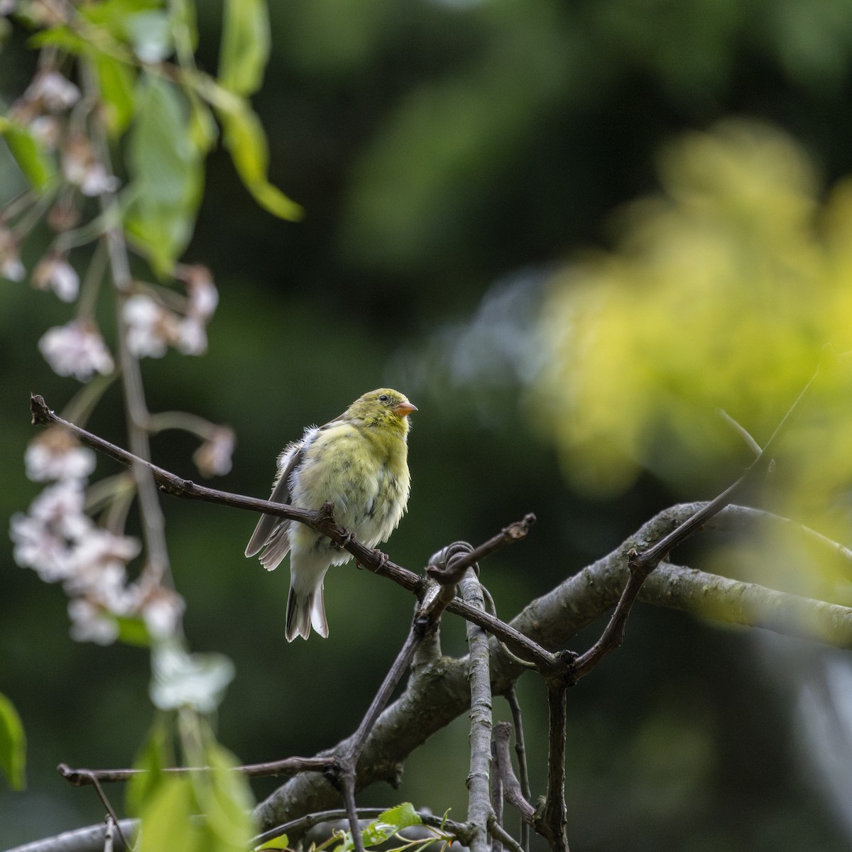 American Goldfinch - ML599171211