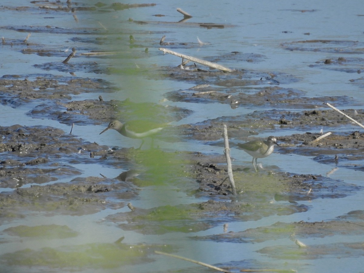 Common Sandpiper - Daniel Raposo 🦅