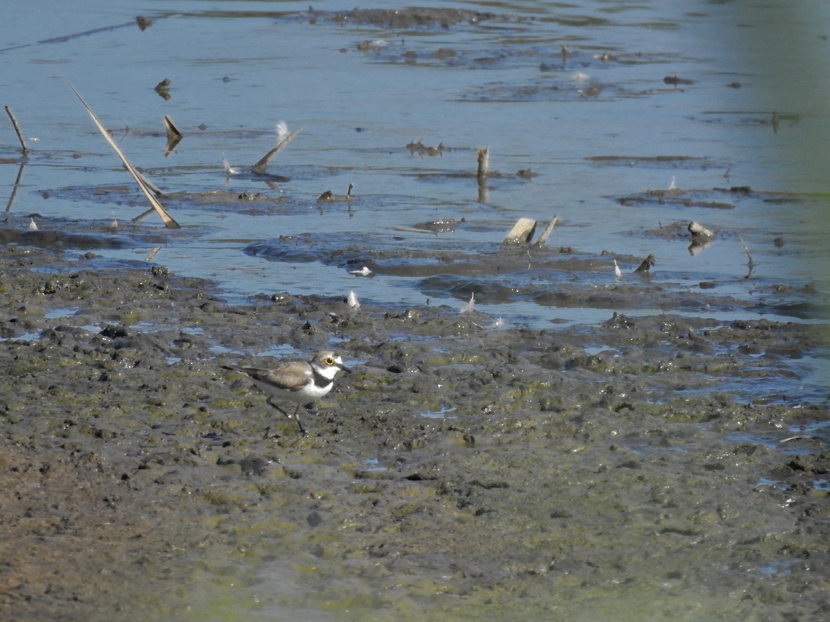 Little Ringed Plover - ML599171761