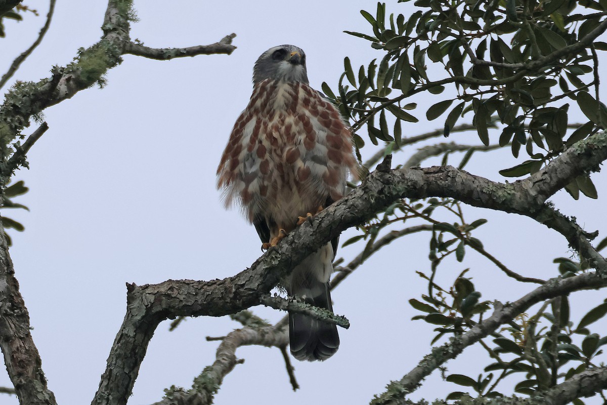 Mississippi Kite - ML599171831