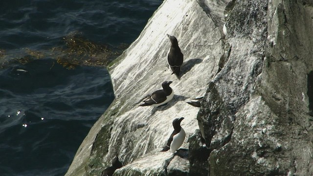 Razorbill - ML599173141