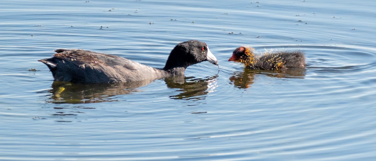 American Coot - David Campbell